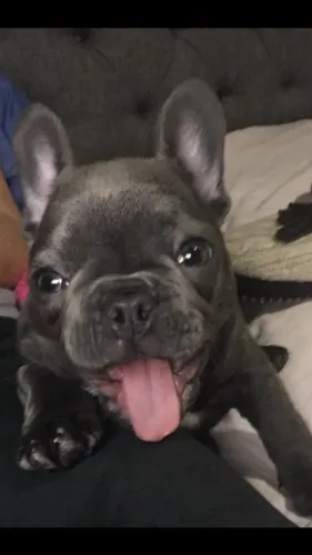 Bulldog Francês - Filhotes com excelente padrão da raça
