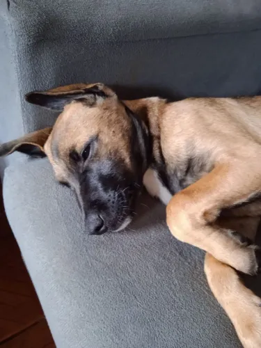 Doando Basset com poodle 