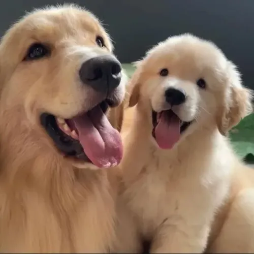 Filhote Golden Retriever, Um novo amiguinho pronto para fazer parte da sua vida!