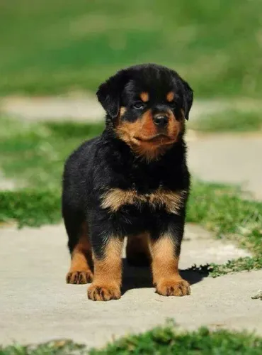 Filhotes Rottweiler adestrados no tapete higiênico 