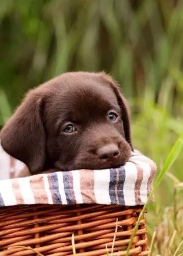 Filhote de Labrador Marrom doçura e emoção para sempre 