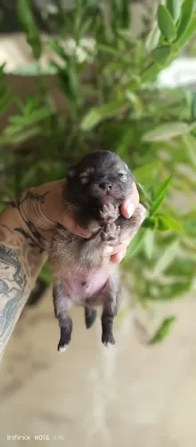  Vendo filhote macho lulu Pomerânia 