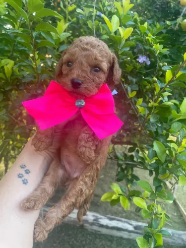 Poodle Mini 