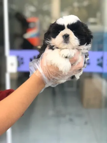 Shih Tzu-Fêmea pretinha e branco com 93 dias de vida, 3 doses da v10- Dani