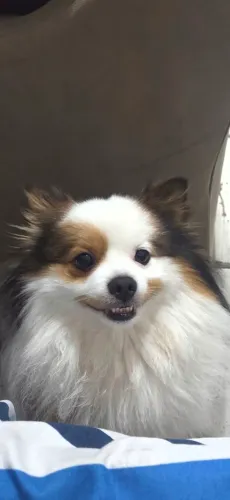 Lulu da Pomerânia