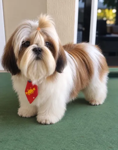 Shi-tzu
