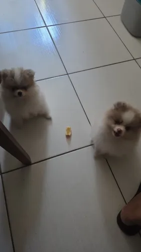 Vendo 2 filhotes de Spitz Machos
