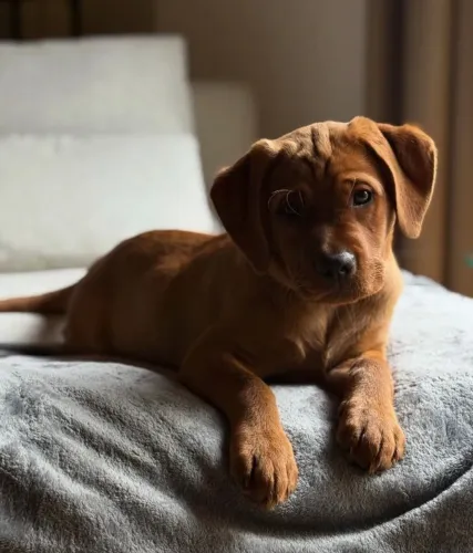 Filhotes de Labrador disponíveis! Reserve já o seu.