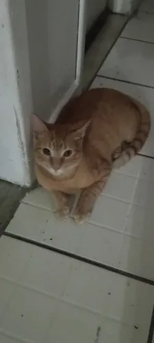 Doação responsável Urgente, gato macho com 7meses