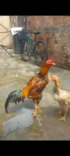 Casal de galo de raça