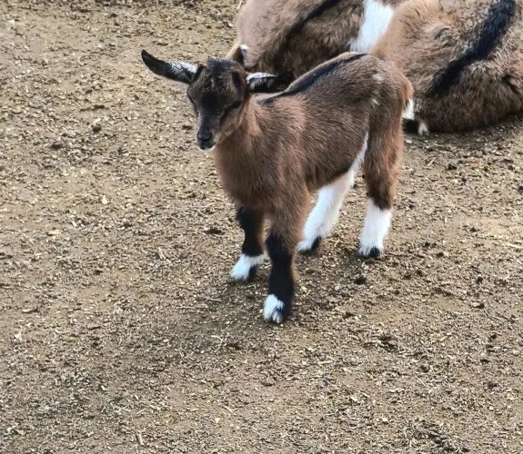 Mini cabrinha