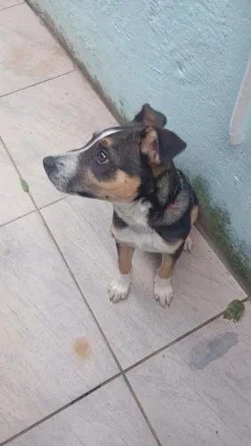 Doação cachorrinha