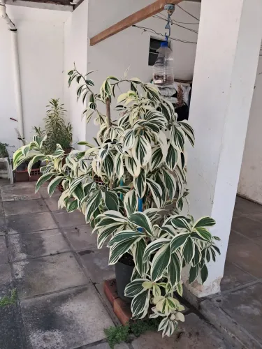 Planta costus_ Arabicus para venda