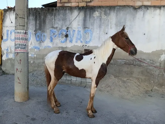 Cavalo