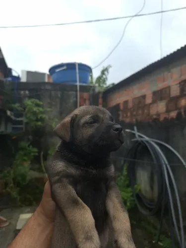 Doa-se dois cachorros machos, 3 meses