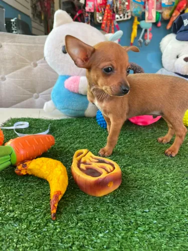 Pinscher miniatura machinho cor dourada 