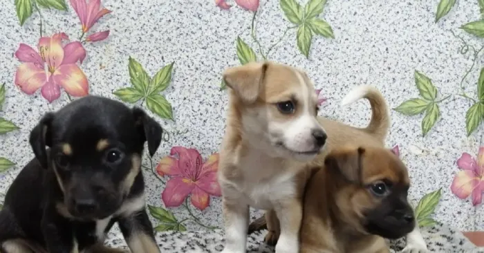 pinscherMenos bagunça, mais amor em casa. chama 9 9751.6491
