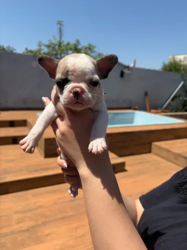 Filhotes de Bulldog Francês