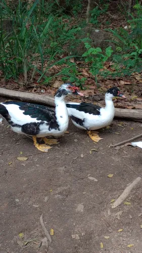 Patos