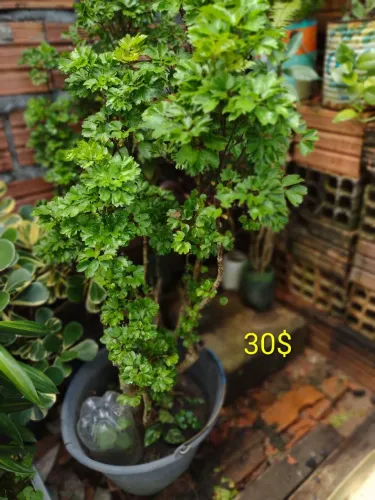 PLANTAS PARA SEU LAR