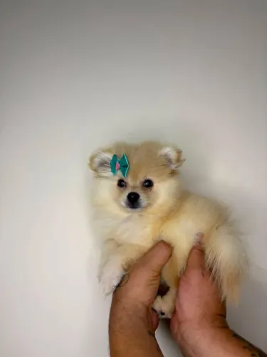 Lulu da pomerania