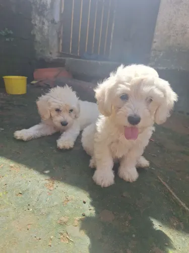 Vende-se filhotes poodle 