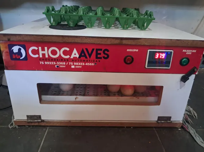 Chocadeira