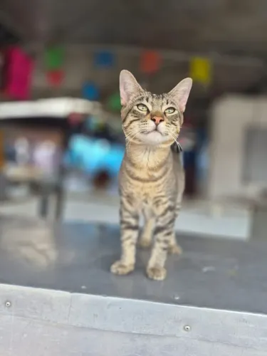 Gato macho, 8 meses, muito manso