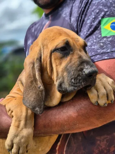 FILA BRASILEIRO FÊMEAS DISPONÍVEIS