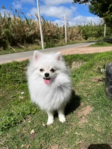 Lulu de pomerania exótico