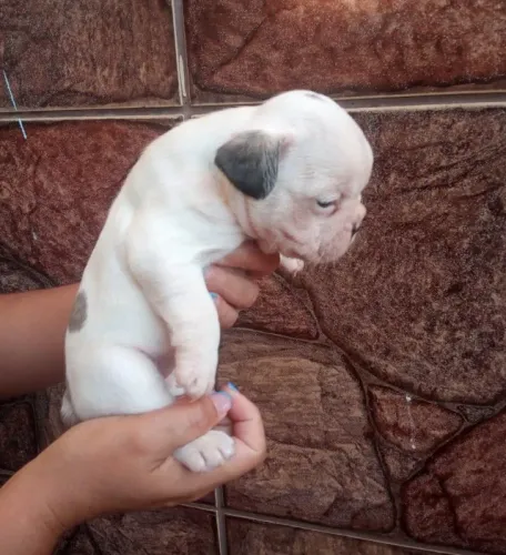 Bulldog frances poderoso 