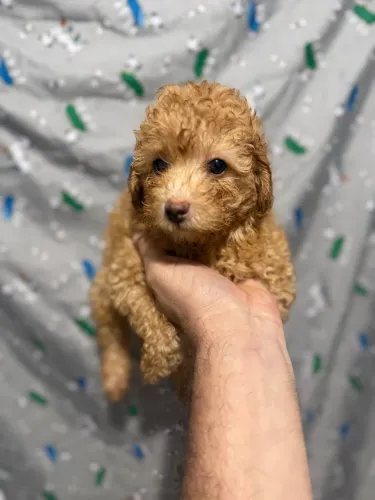 Poodle - machinho abricot