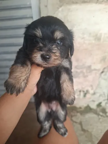 Filhotes de poodle com maltês