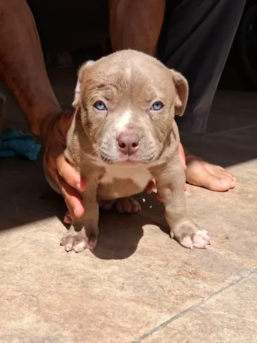 FILHOTES PITBULL