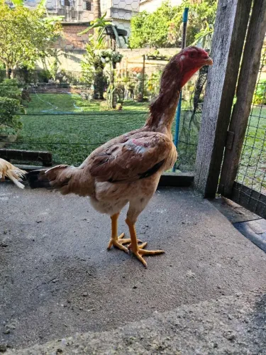 Índio Gigante