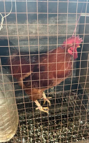Galo Rhode Island Red