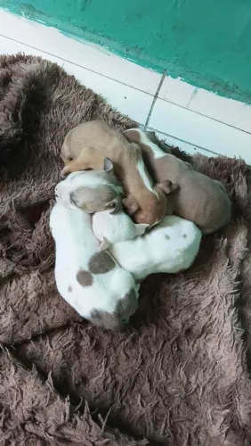 Filhote de american bully 