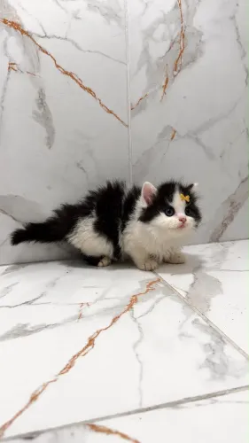 Lindos filhotes angora
