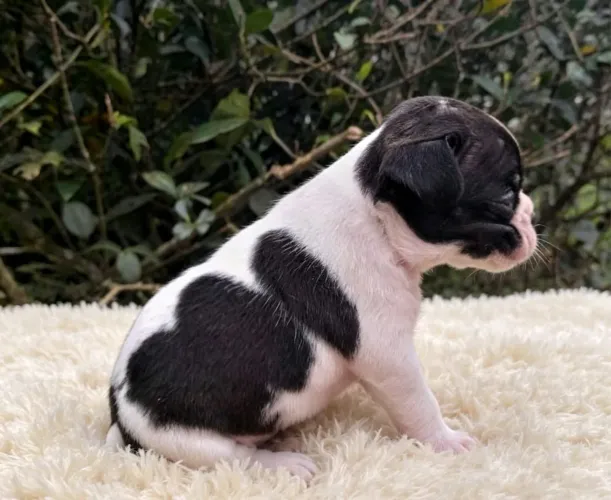 Buldogues francês