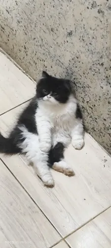 Gata filhote persa