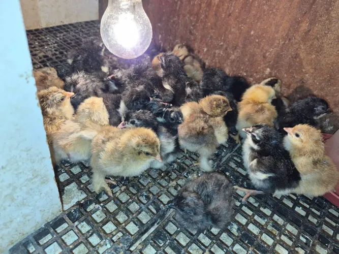 PINTINHOS DE RAÇA PURA - GSB, BRAHMA, CARA DE PALHAÇO, SEBRIGHT DOURADA, AYAN CEMANI