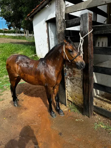 Cavalo piquira registrado 