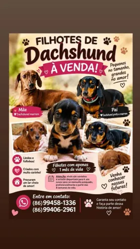 ? FILHOTES DE DACHSHUND (SALSICHINHA) À VENDA! ?