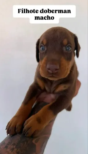 FILHOTE DE DOBERMAN MACHO DISPONÍVEL