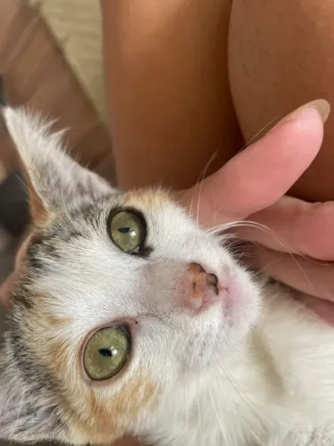 Doação gatinho