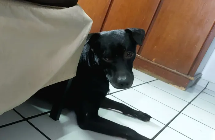 Adoção de amor para Bartô
