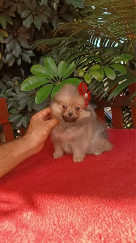 Spitz alemão-Cães de porte compacto e perfil atento