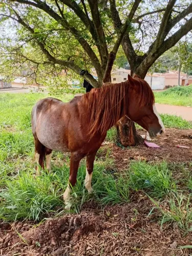 Vendo Cavalo Crioulo