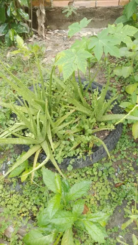 Plantas medicinais babosa cipó alho e outras