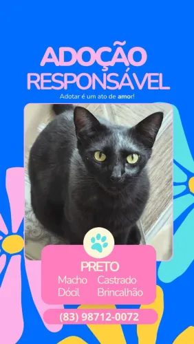 Adoção Responsável Gato Macho Preto